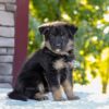 Image of Zara, a German Shepherd puppy