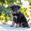Image of Zara, a German Shepherd puppy