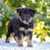 Image of Zara, a German Shepherd puppy