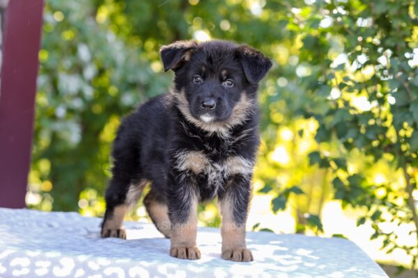 Image of Zara, a German Shepherd puppy