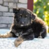 Image of Zendaya, a German Shepherd puppy