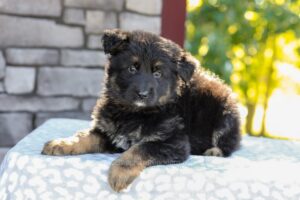 Zendaya Image of Zendaya, a German Shepherd puppy