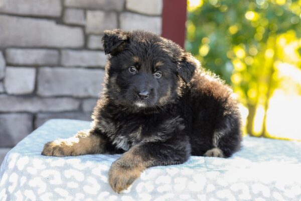 Image of Zendaya, a German Shepherd puppy