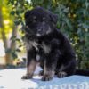 Image of Zendaya, a German Shepherd puppy