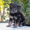 Image of Zendaya, a German Shepherd puppy