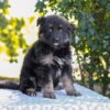 Image of Zendaya, a German Shepherd puppy