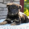 Image of Zendaya, a German Shepherd puppy