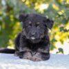 Image of Zendaya, a German Shepherd puppy