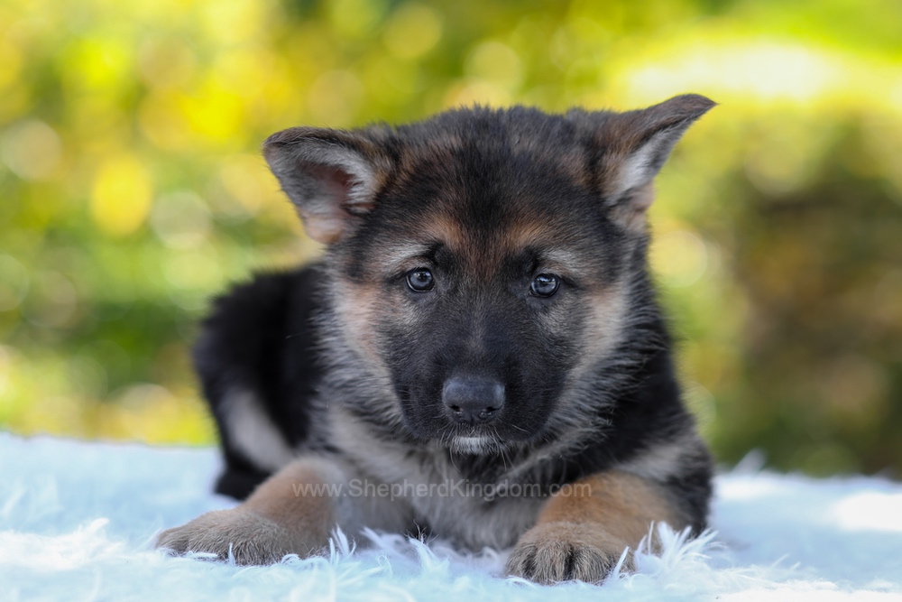 Brody Image of Brody, a German Shepherd puppy