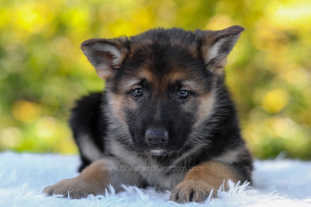 Brody Image of Brody, a German Shepherd puppy
