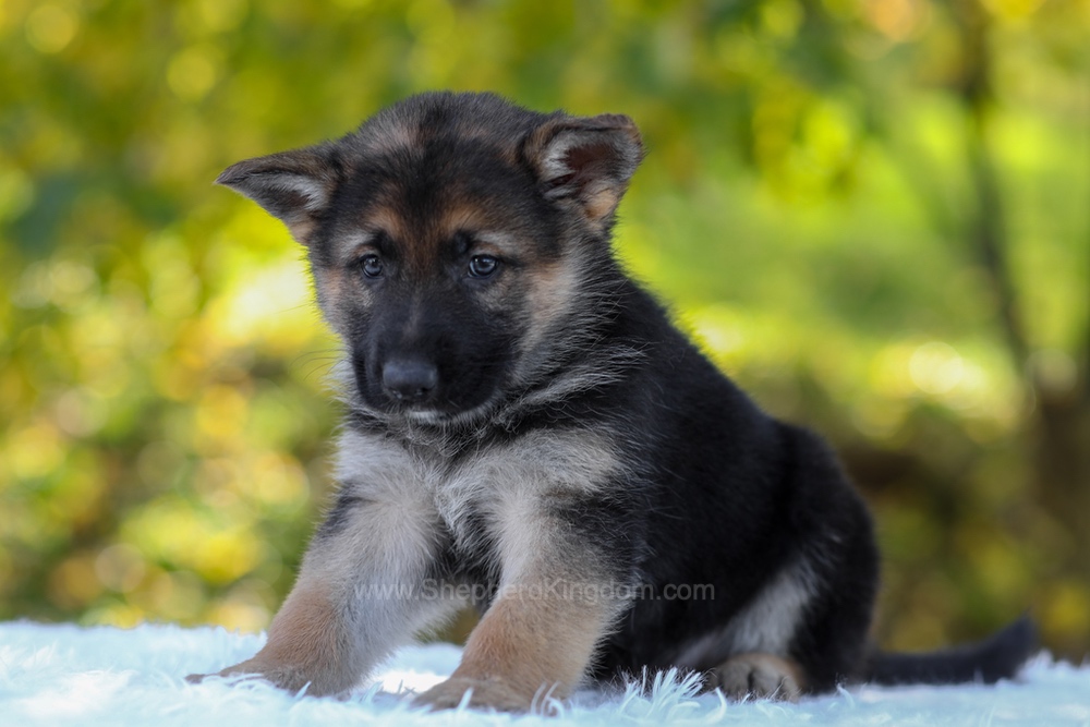 Brody Image of Brody, a German Shepherd puppy