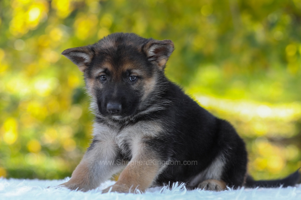 Brody Image of Brody, a German Shepherd puppy