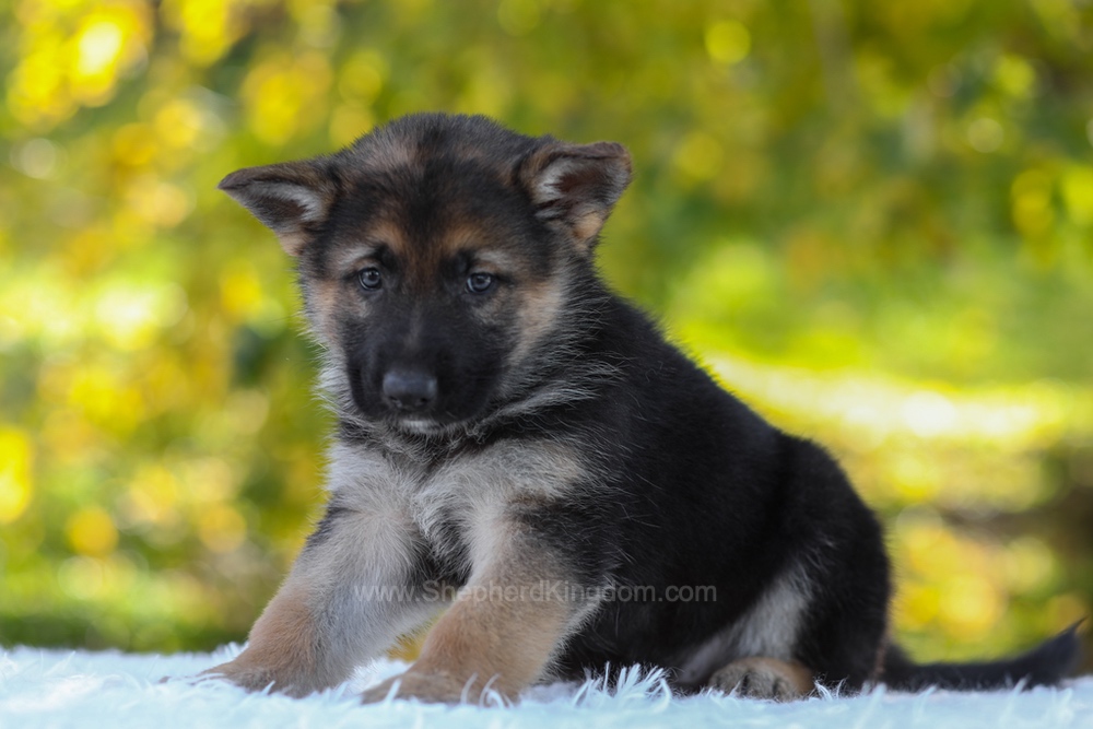 Brody Image of Brody, a German Shepherd puppy