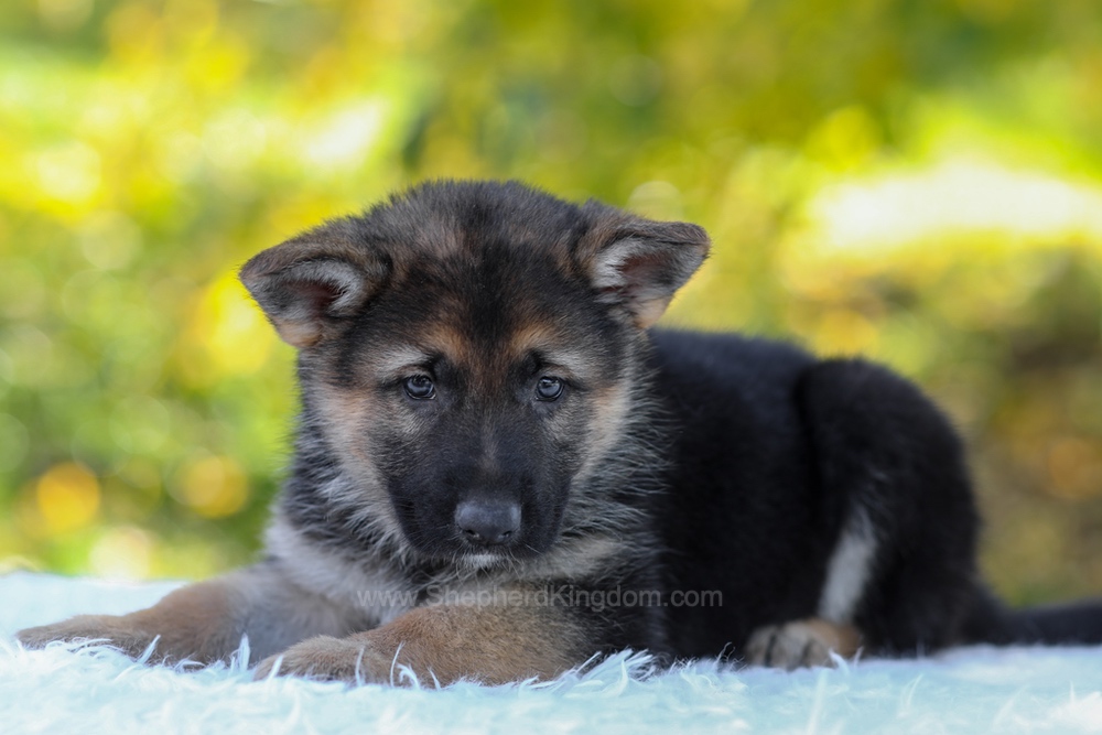 Brody Image of Brody, a German Shepherd puppy