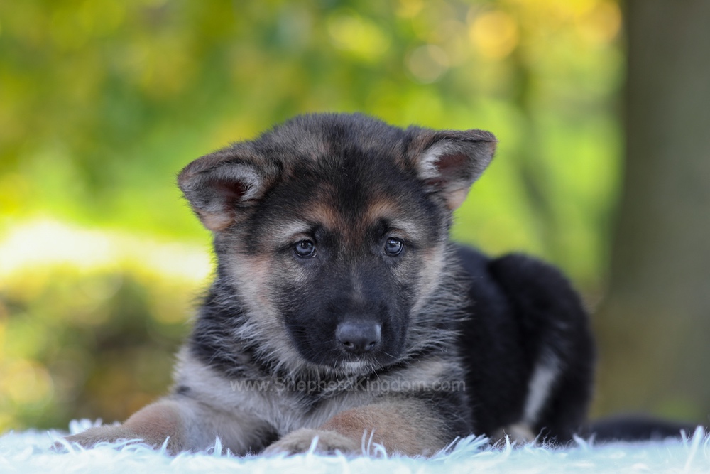 Brody Image of Brody, a German Shepherd puppy
