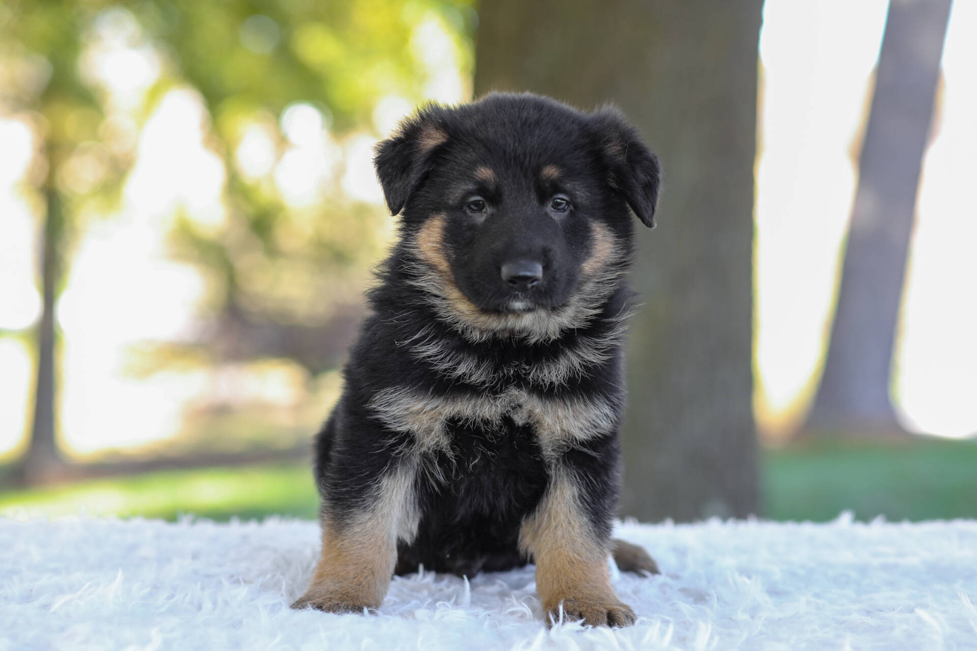 Calvin Image of Calvin, a German Shepherd puppy