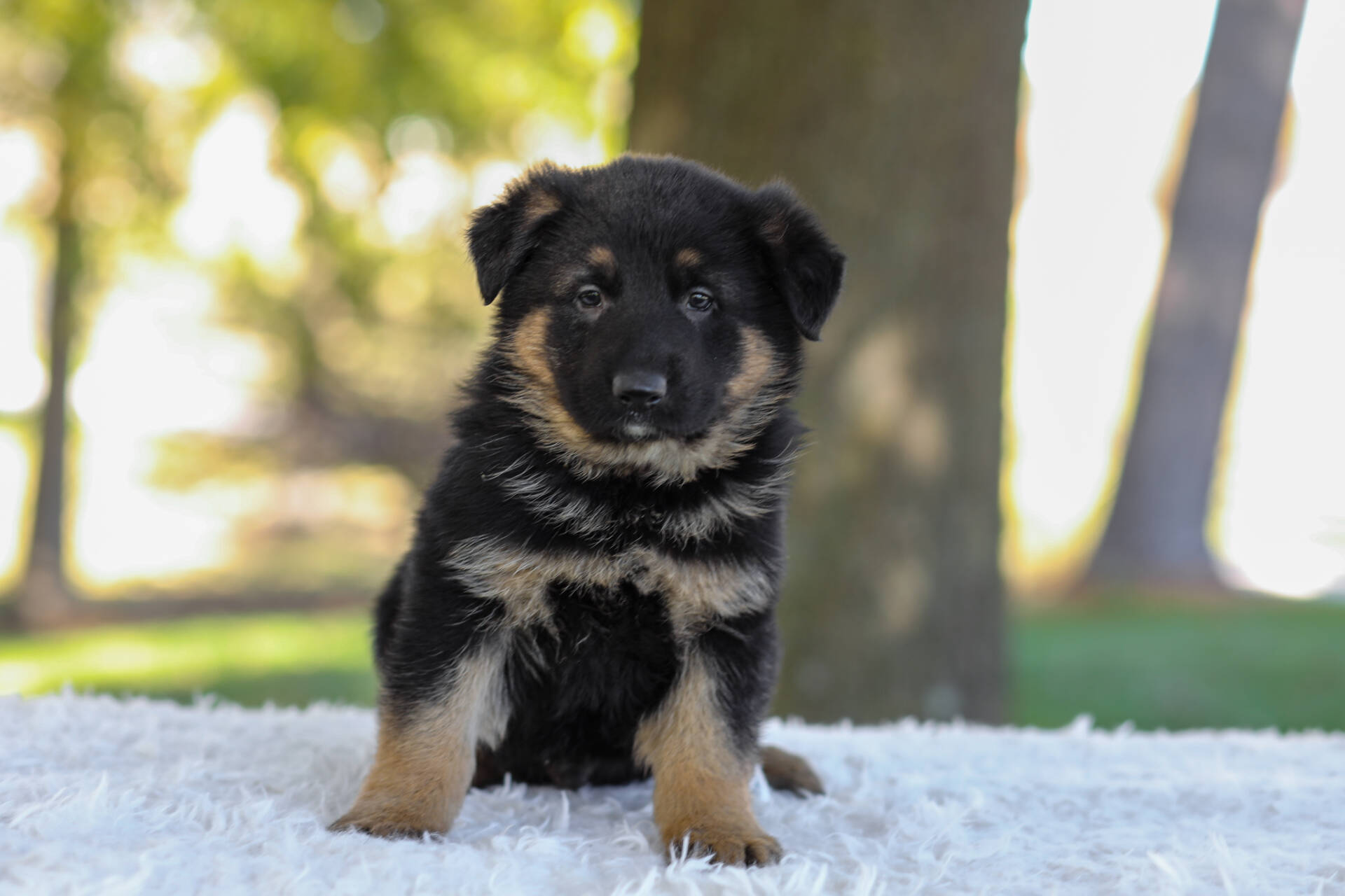 Calvin Image of Calvin, a German Shepherd puppy