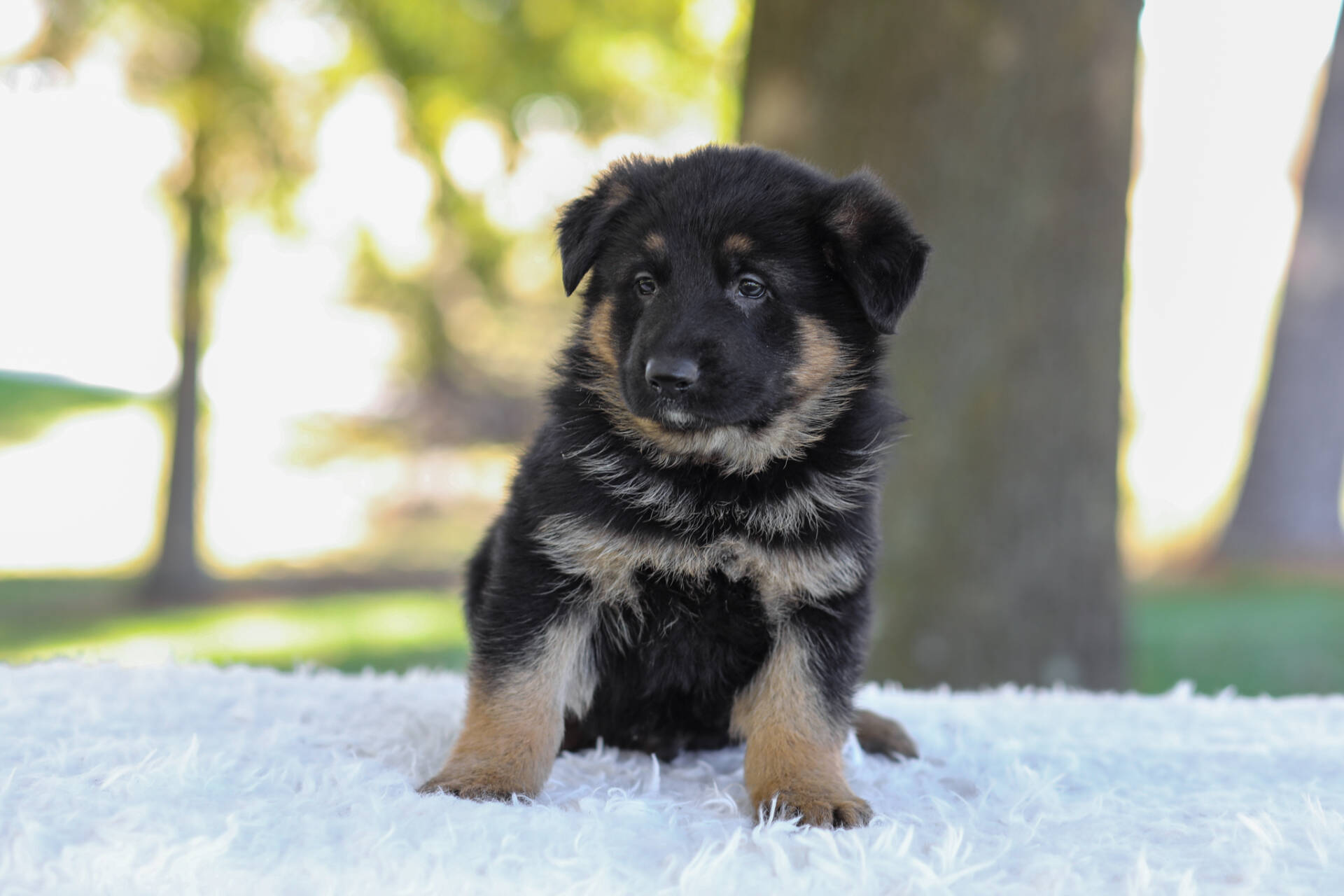 Calvin Image of Calvin, a German Shepherd puppy