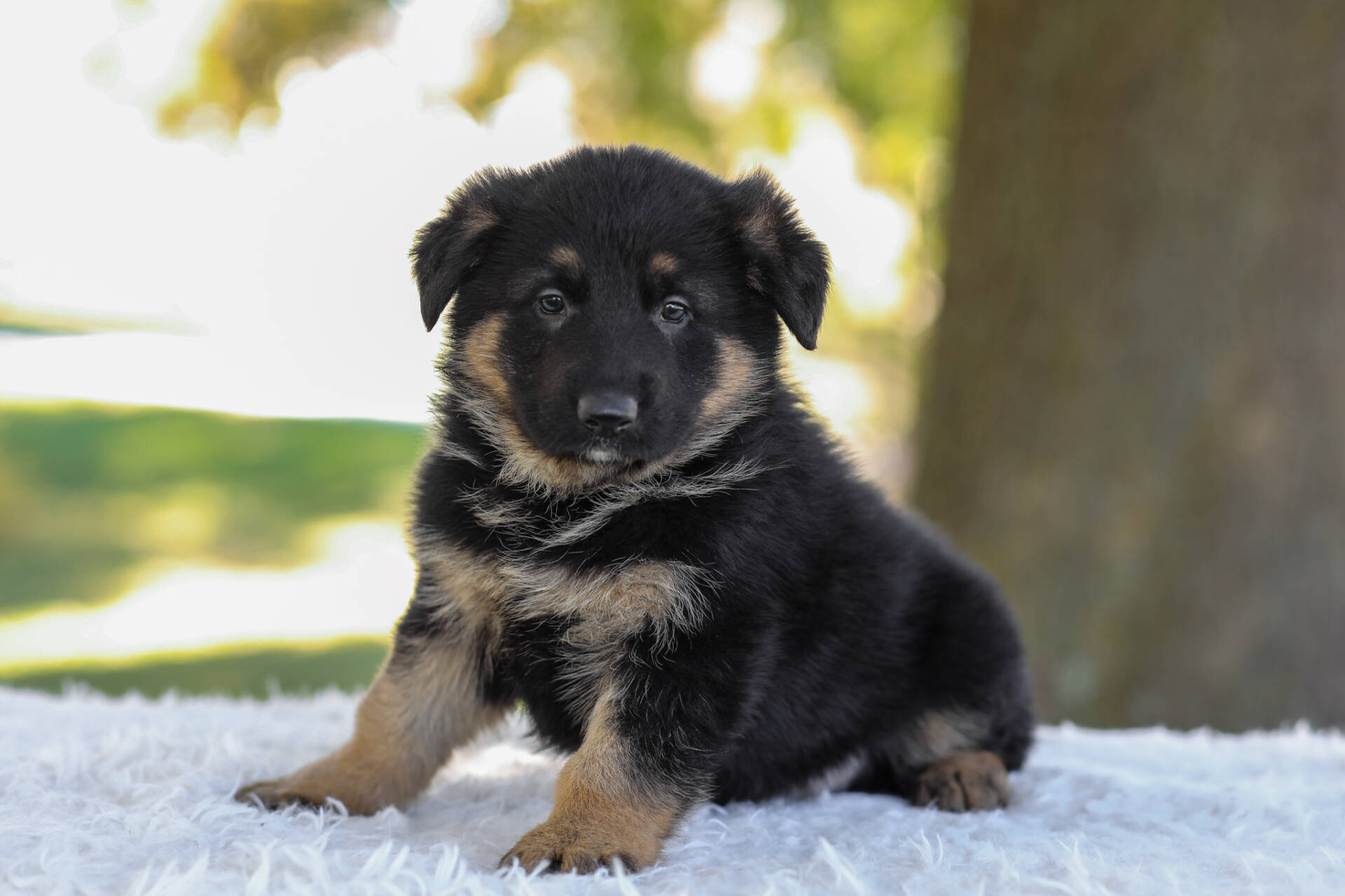 Calvin Image of Calvin, a German Shepherd puppy
