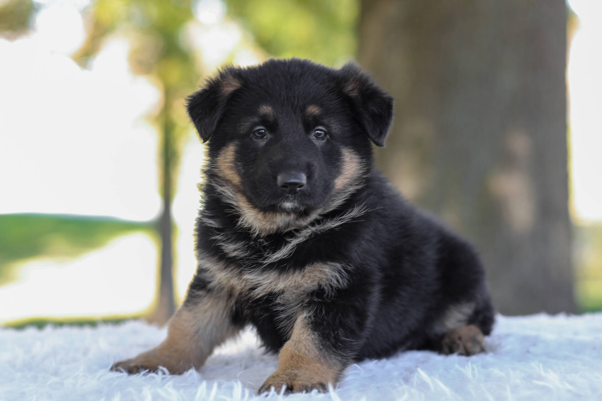 Calvin Image of Calvin, a German Shepherd puppy