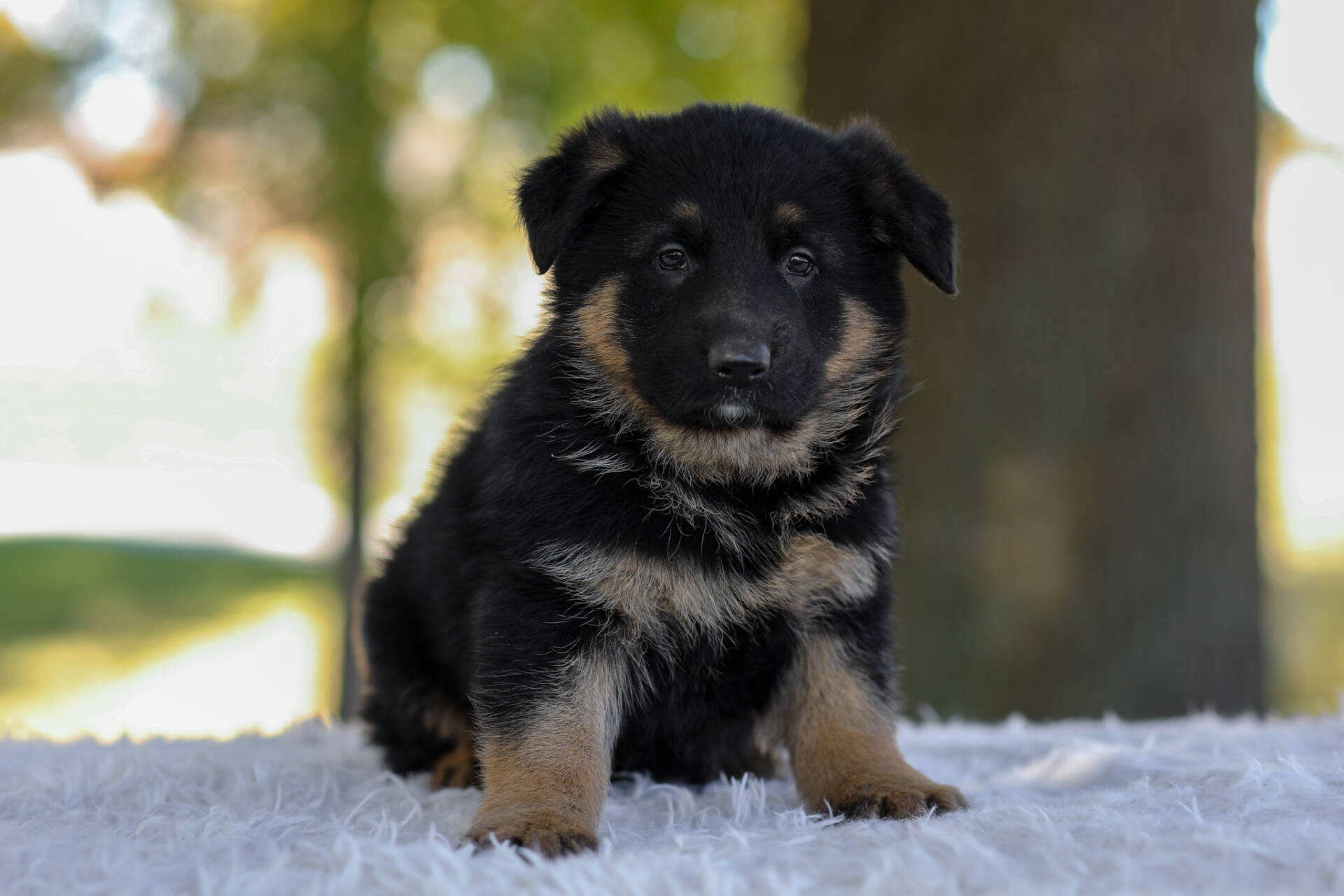Calvin Image of Calvin, a German Shepherd puppy