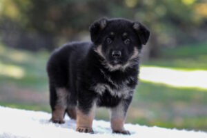 Image of Cash, a German Shepherd puppy