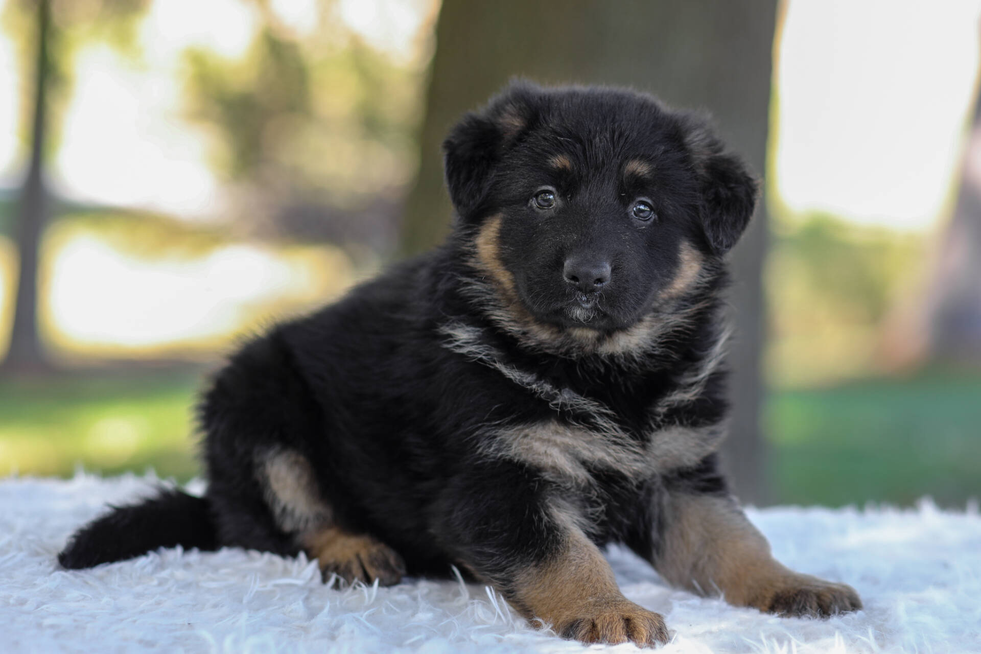Cesar Image of Cesar, a German Shepherd puppy