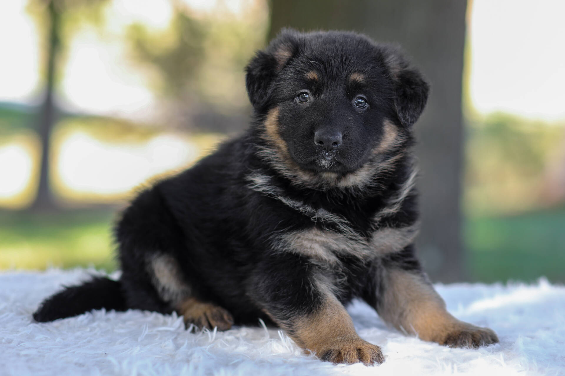 Cesar Image of Cesar, a German Shepherd puppy