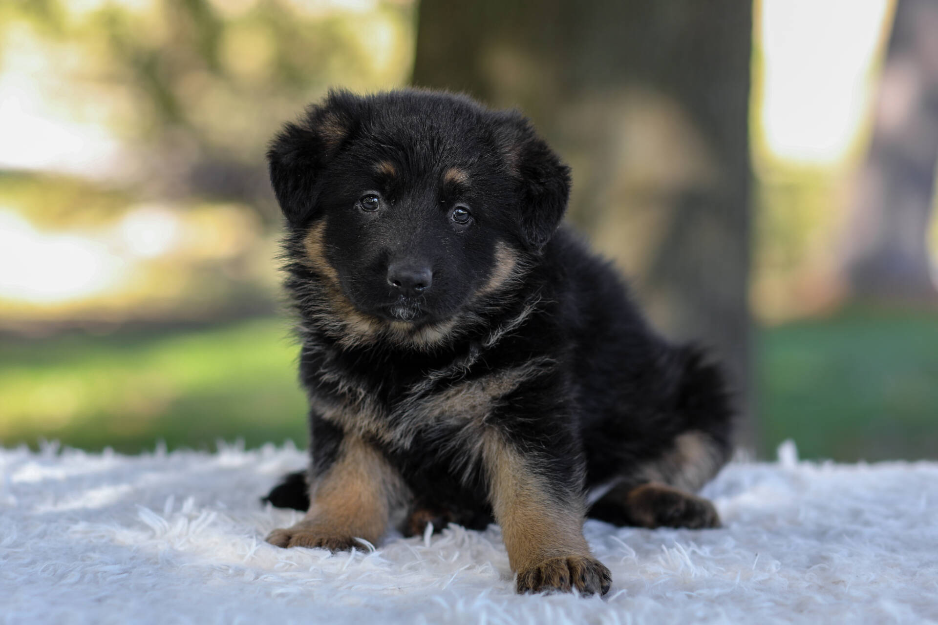 Cesar Image of Cesar, a German Shepherd puppy
