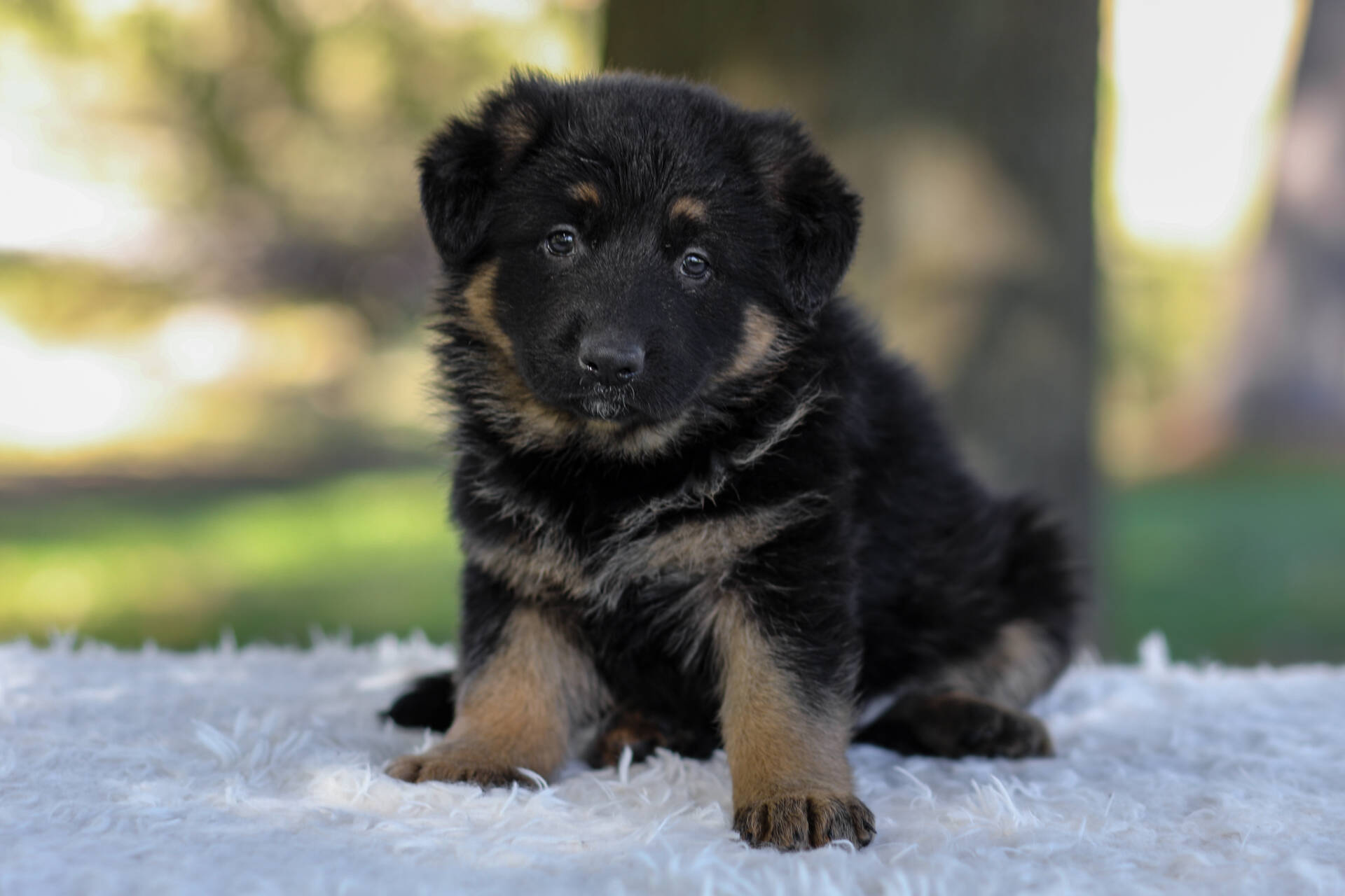 Cesar Image of Cesar, a German Shepherd puppy