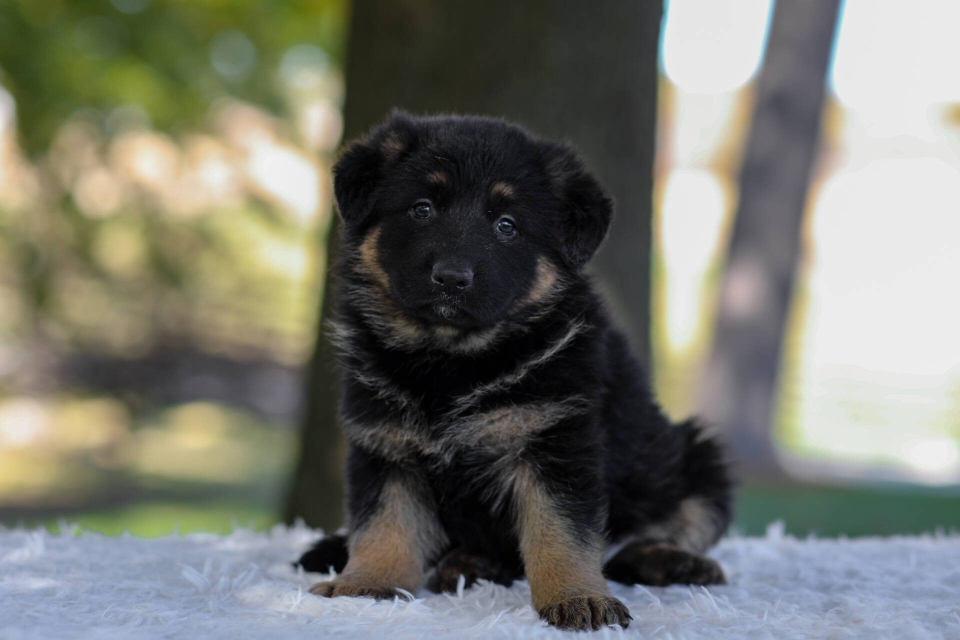 Cesar Image of Cesar, a German Shepherd puppy