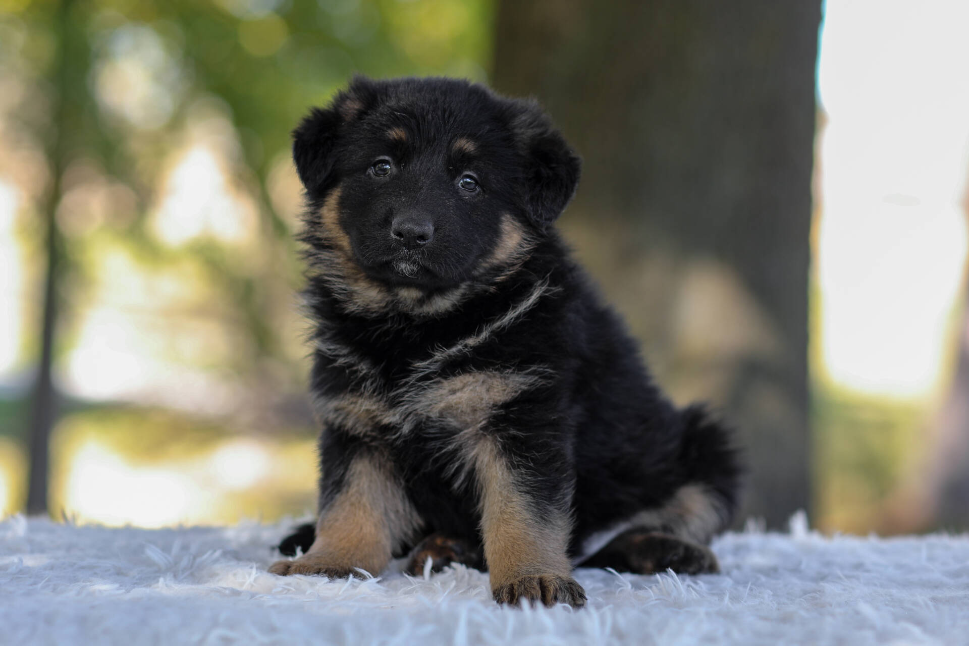 Cesar Image of Cesar, a German Shepherd puppy