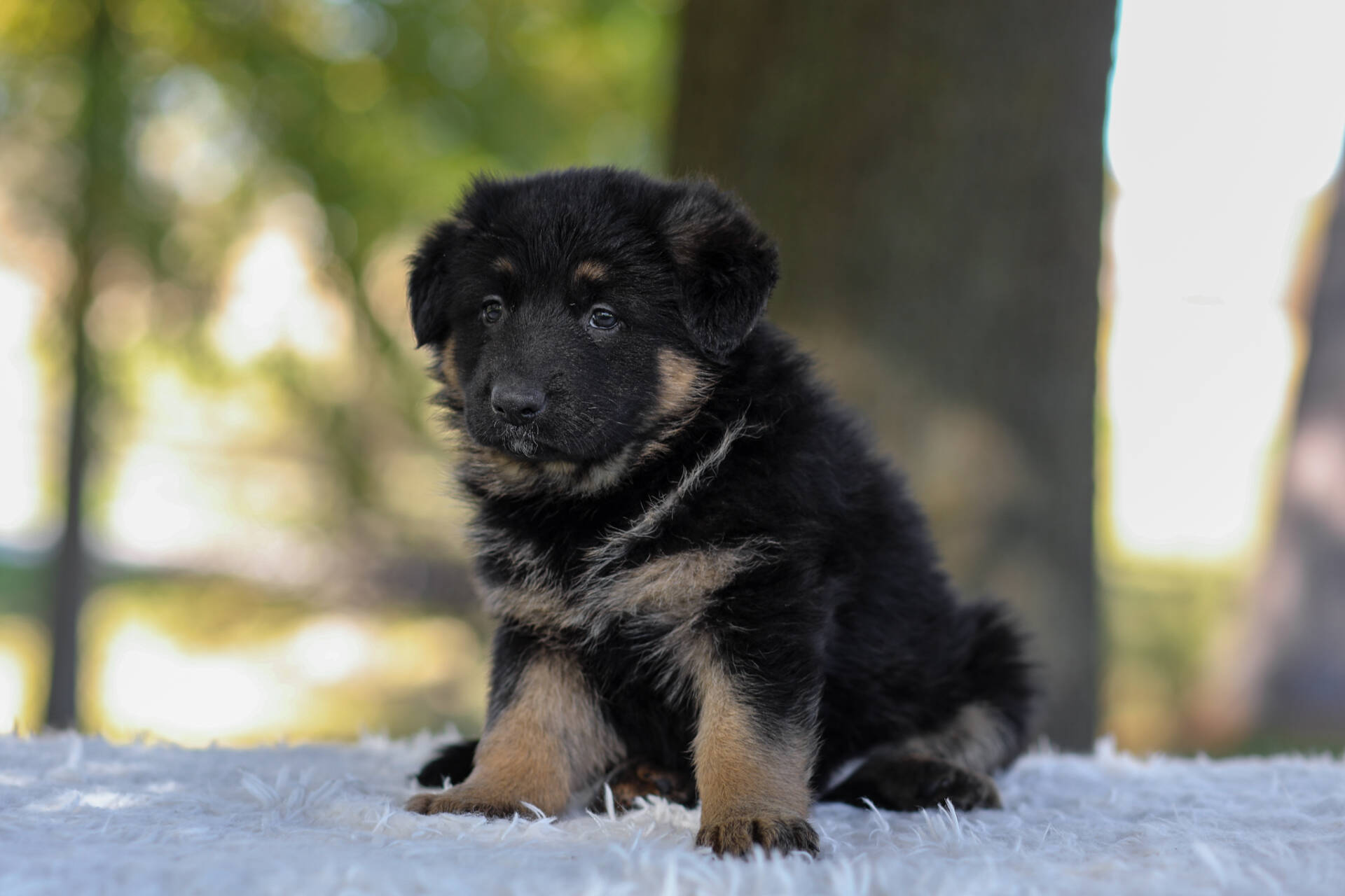 Cesar Image of Cesar, a German Shepherd puppy