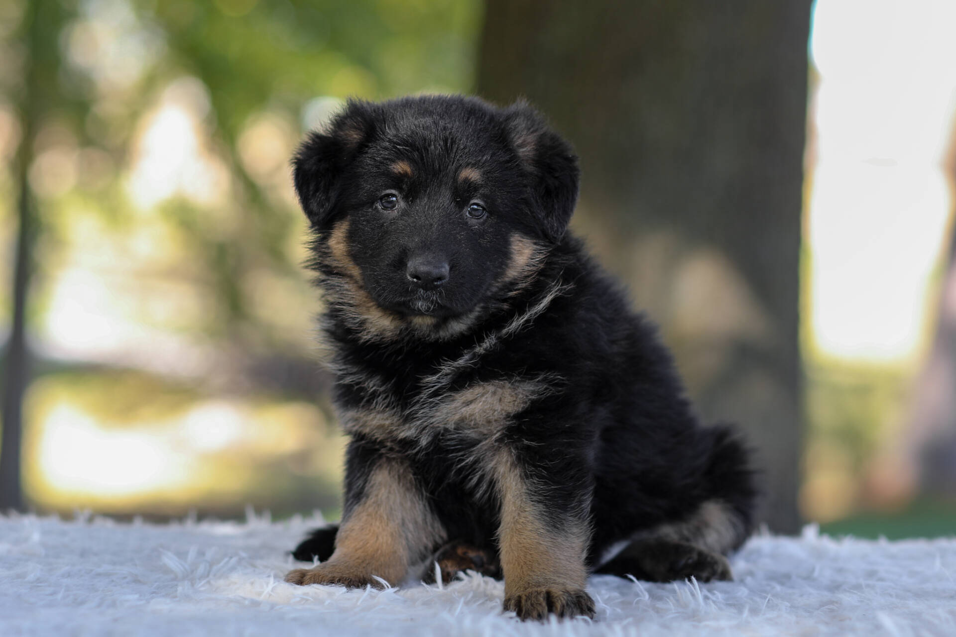 Cesar Image of Cesar, a German Shepherd puppy