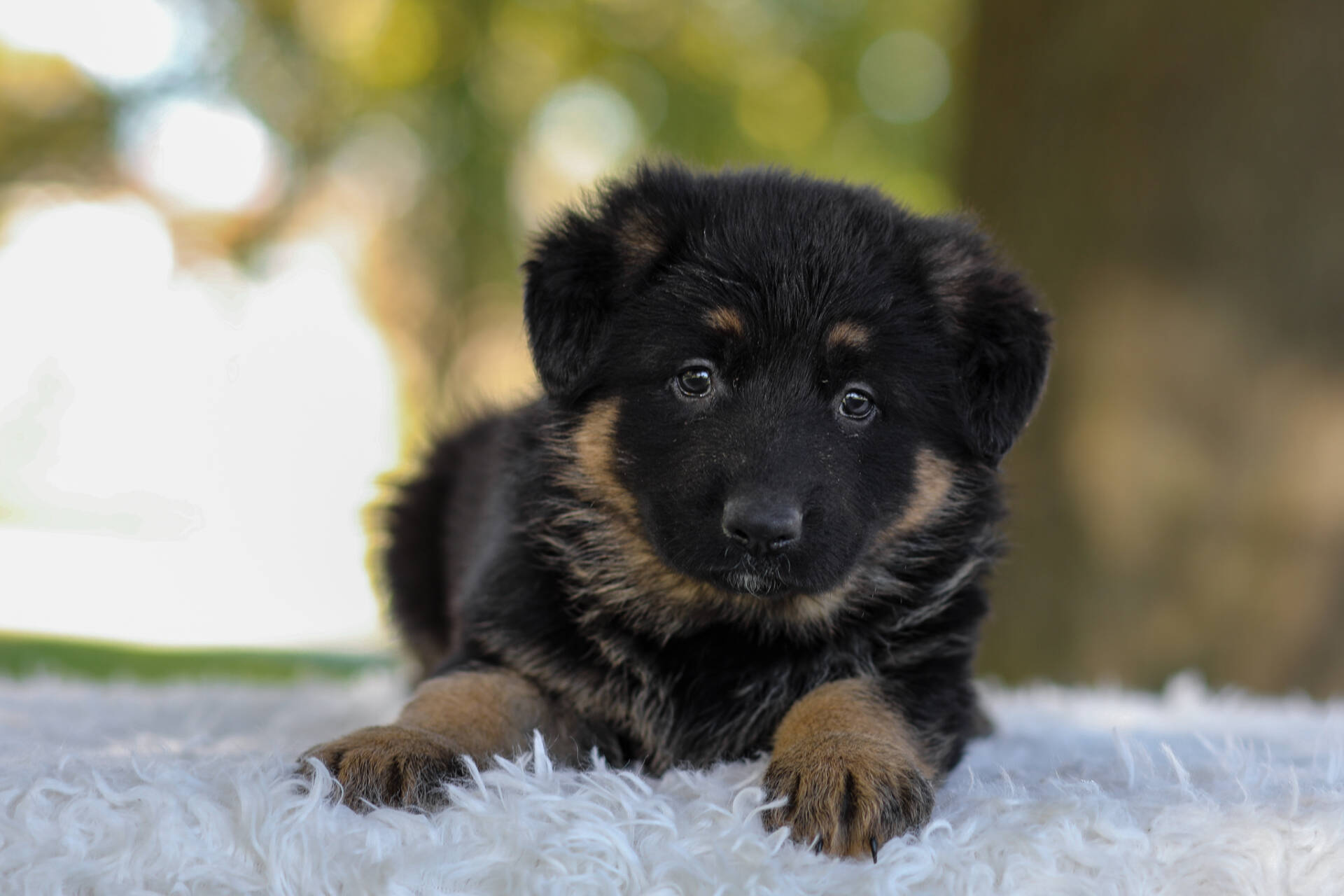 Cesar Image of Cesar, a German Shepherd puppy