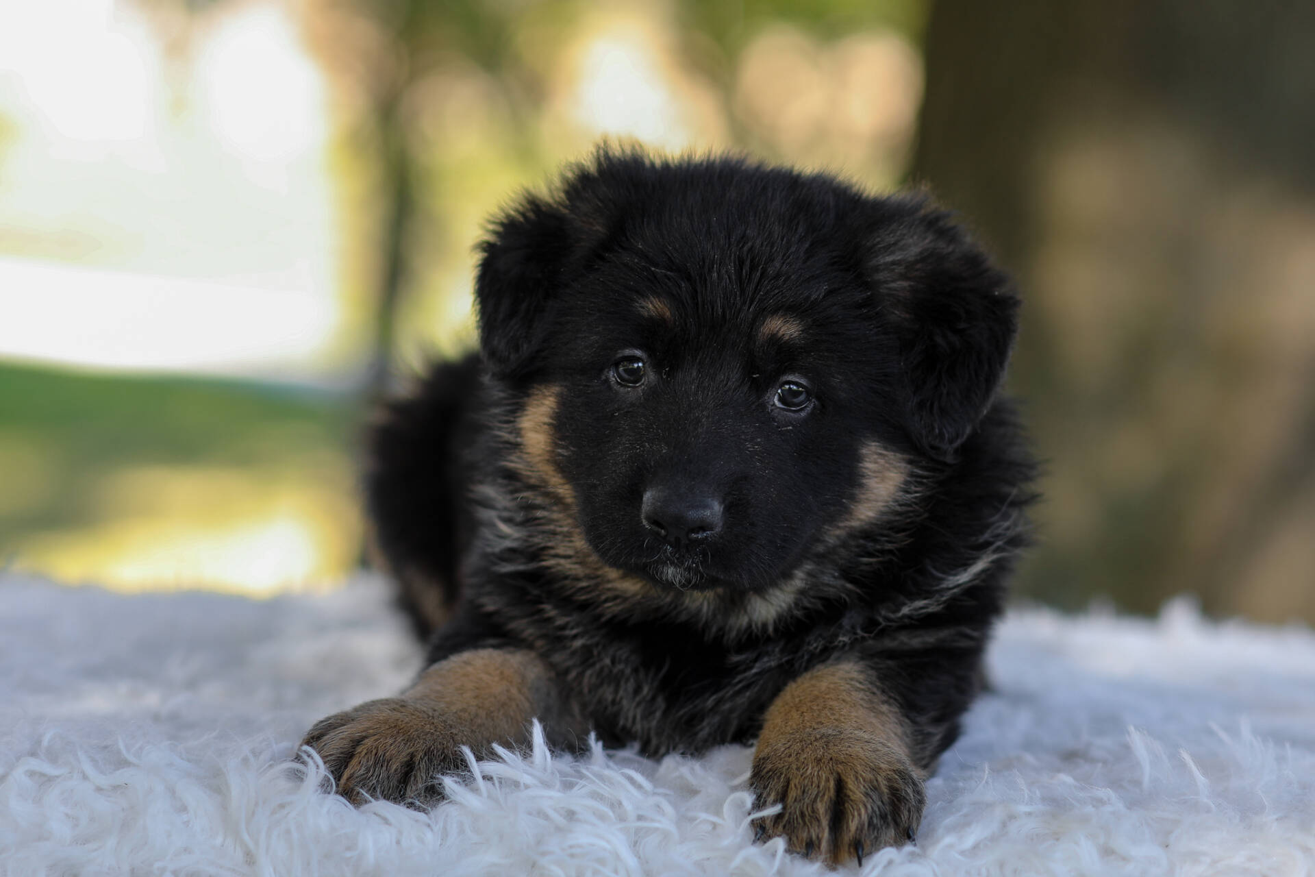 Cesar Image of Cesar, a German Shepherd puppy