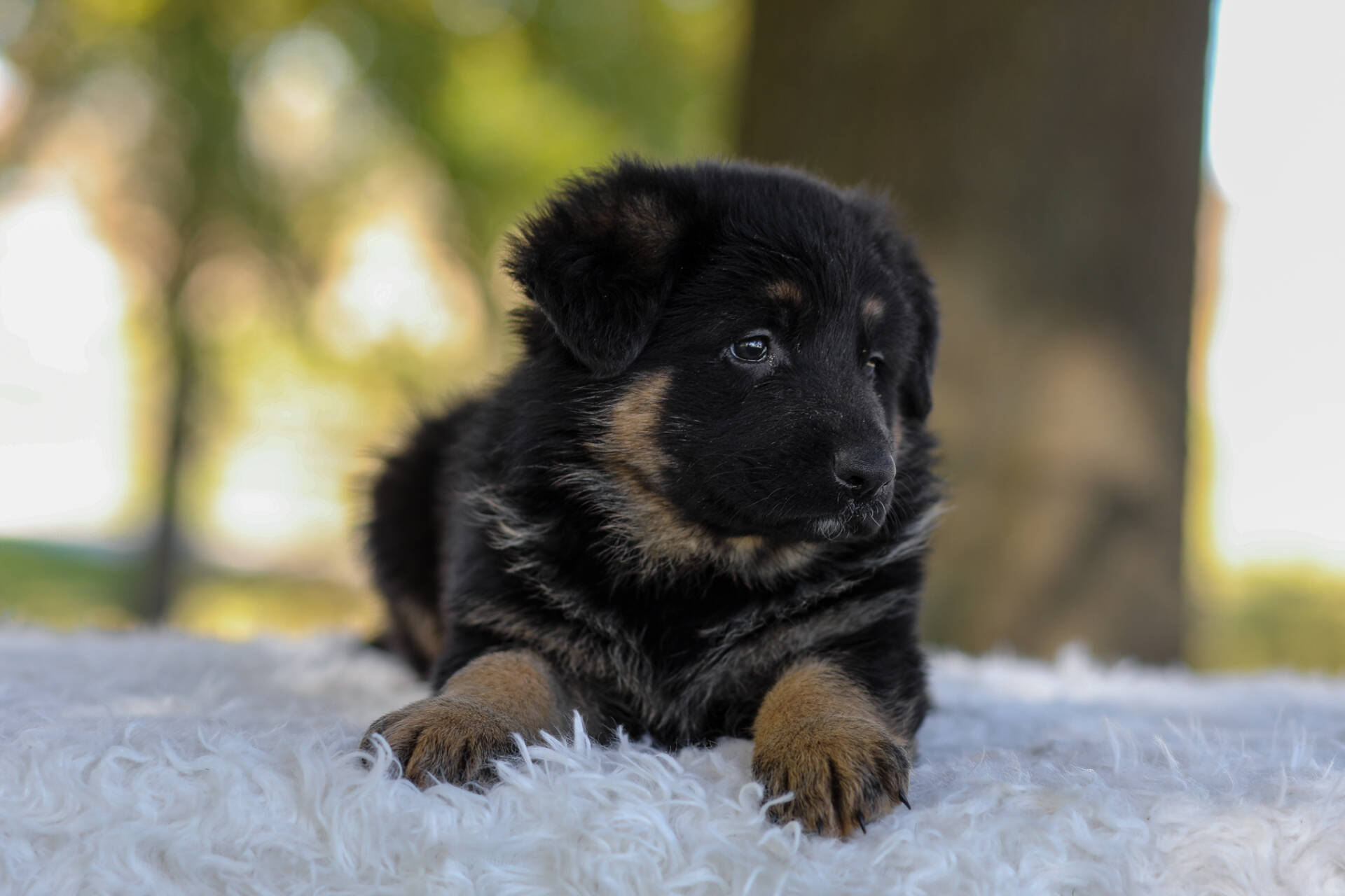 Cesar Image of Cesar, a German Shepherd puppy