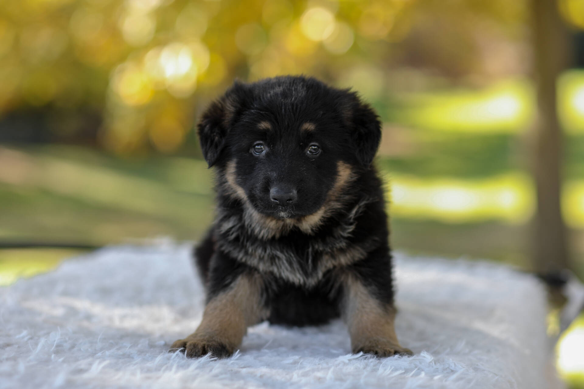 Cesar Image of Cesar, a German Shepherd puppy