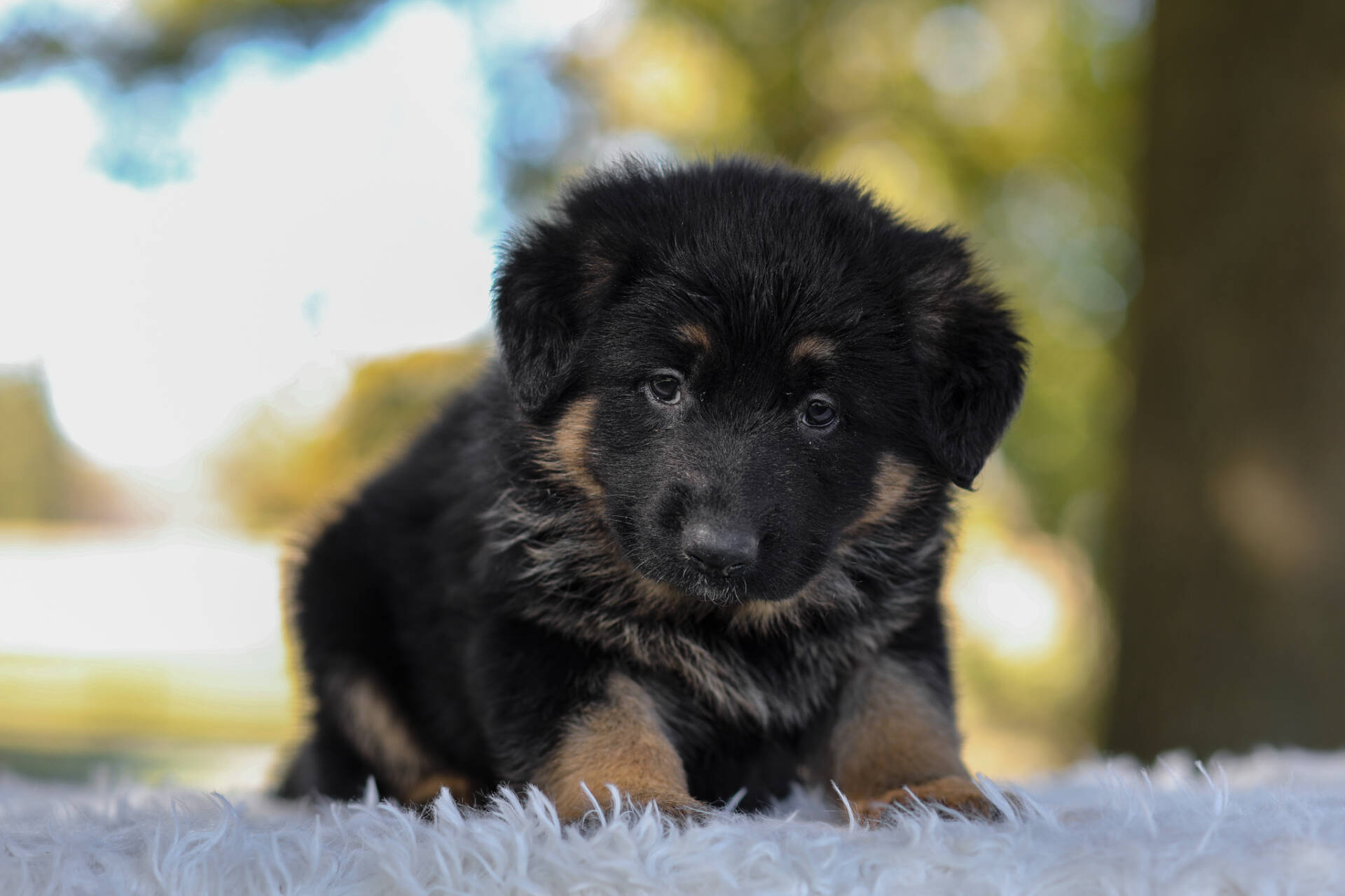 Cesar Image of Cesar, a German Shepherd puppy