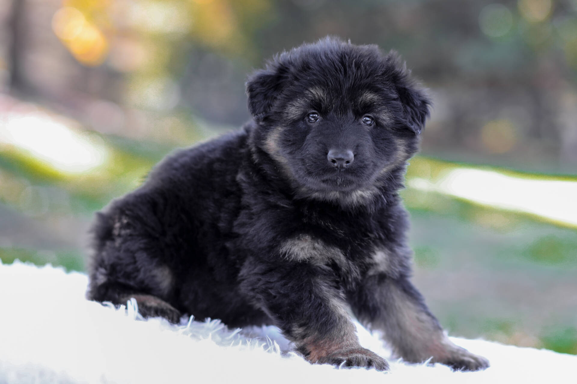 Cooper Image of Cooper, a German Shepherd puppy