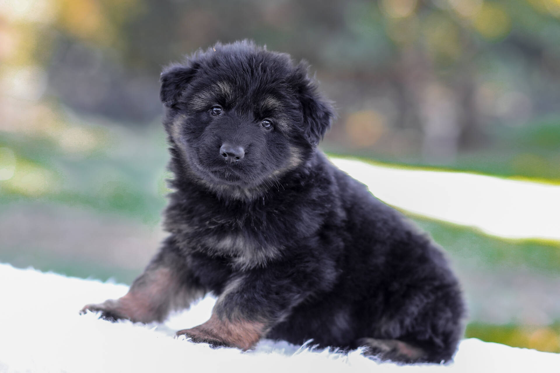 Cooper Image of Cooper, a German Shepherd puppy