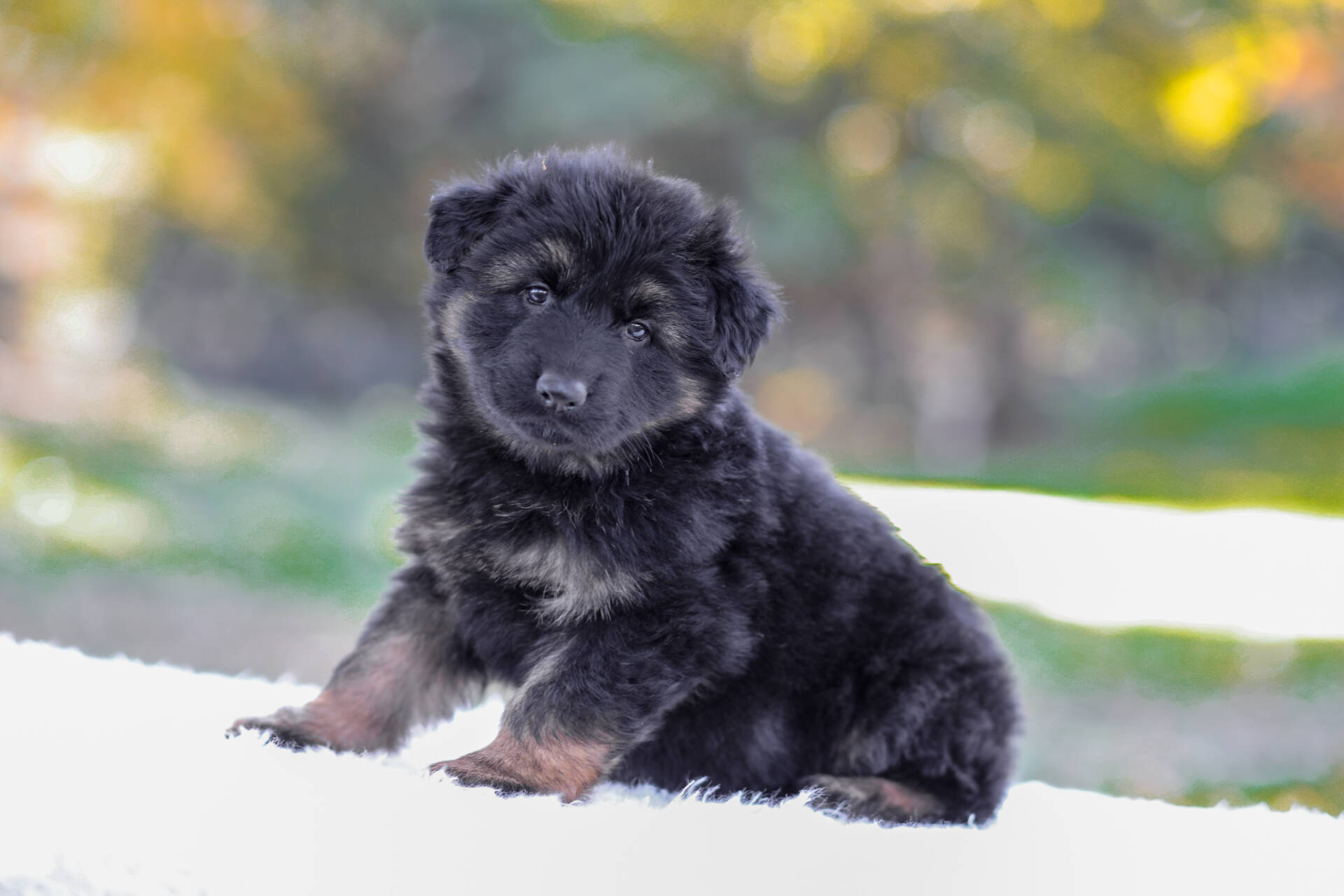 Cooper Image of Cooper, a German Shepherd puppy