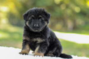 Image of Cooper, a German Shepherd puppy