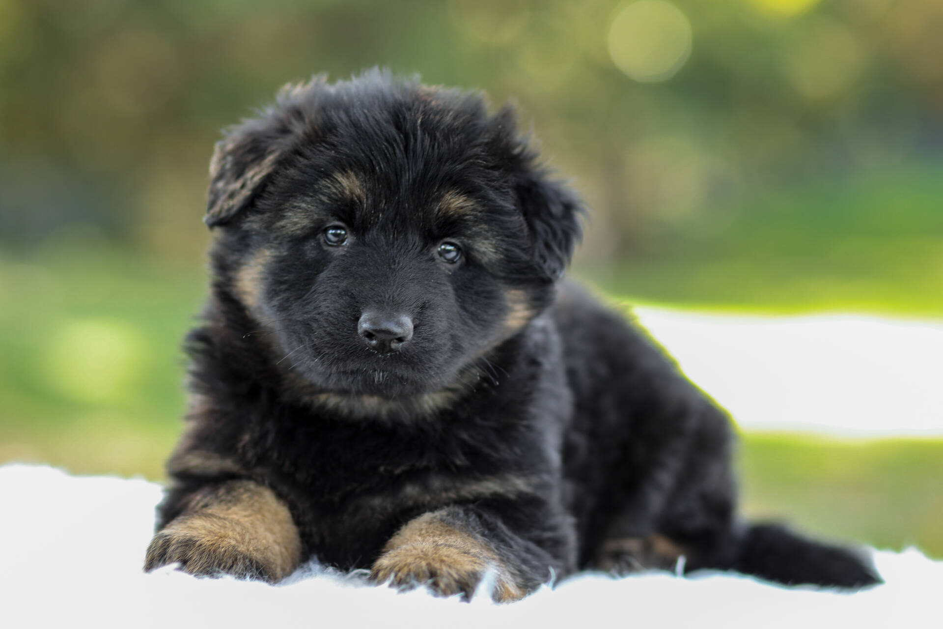 Cooper Image of Cooper, a German Shepherd puppy