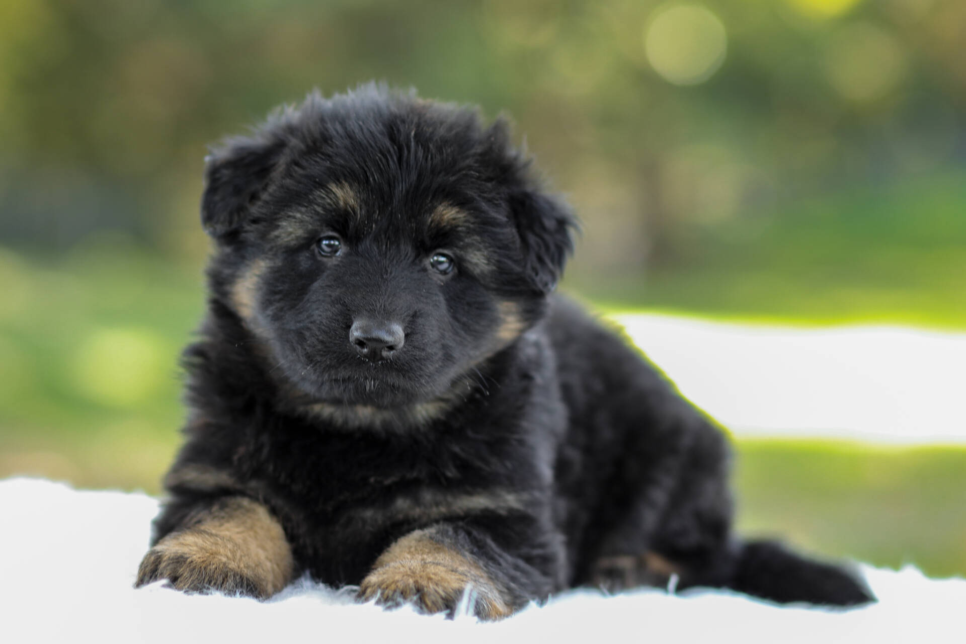 Cooper Image of Cooper, a German Shepherd puppy
