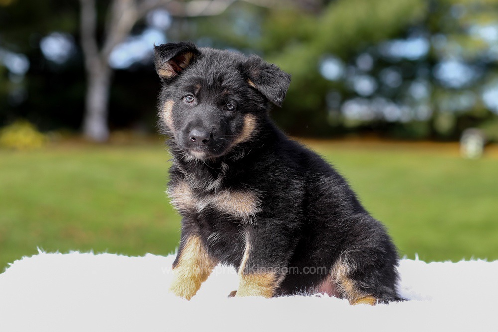 Daisy Image of Daisy, a German Shepherd puppy