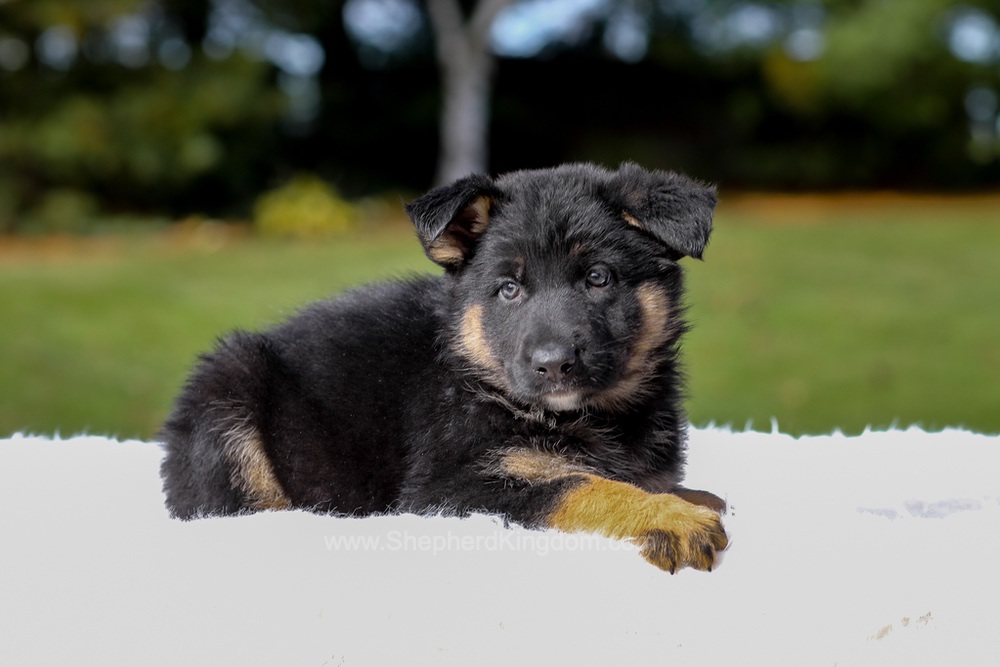 Daisy Image of Daisy, a German Shepherd puppy