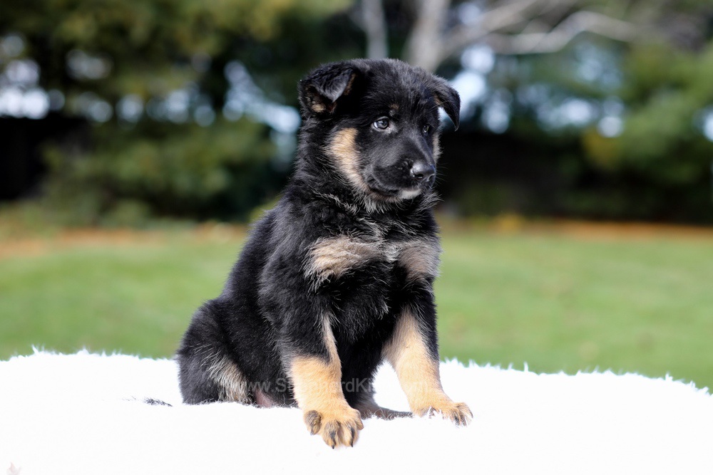 Daisy Image of Daisy, a German Shepherd puppy