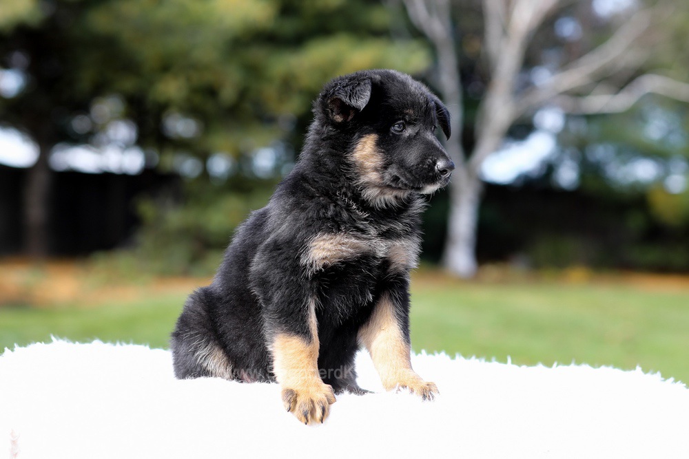 Daisy Image of Daisy, a German Shepherd puppy