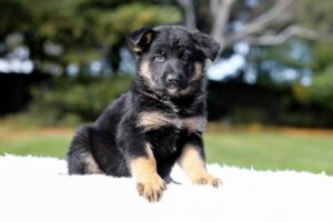 Image of Daisy, a German Shepherd puppy